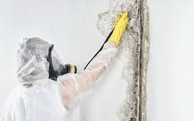 Best Mold Prevention Services in Topton, PA